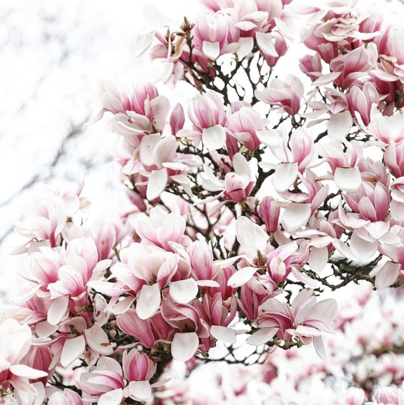 Handbags - 🌸 Thank you! 🌸